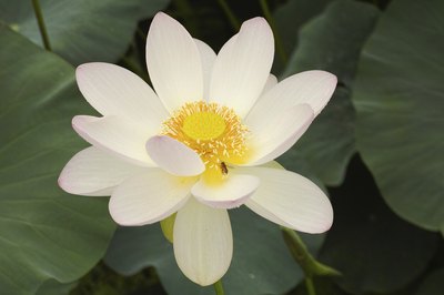 American lotus