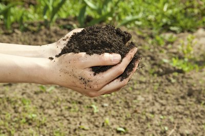 handful of fertilizer