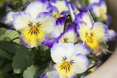 Close-up of purple, yellow and white pansies