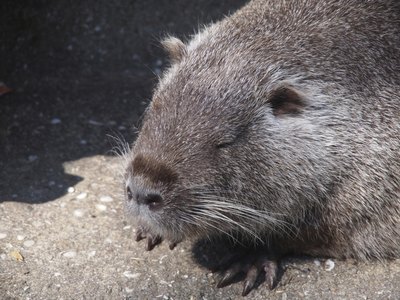 Nutria are called "river rats" because of their semi-aquatic lifestyle.