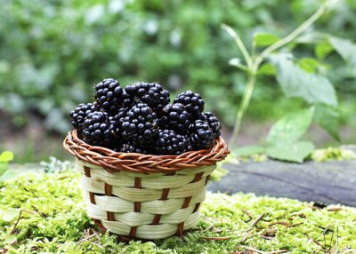 bowl of blackberries