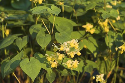 Close-up of bishop's hat flowers