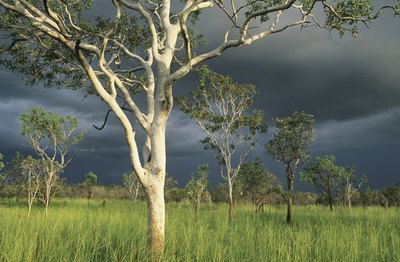 A storm front moves in on a stand of eucalyptus trees.