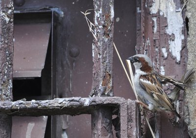 A city sparrow begins to build a nest.