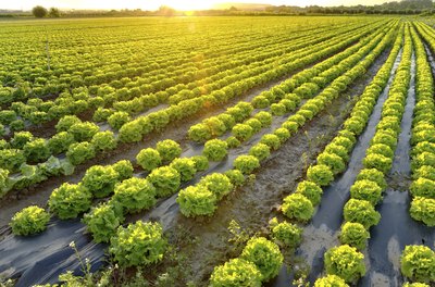 In photosynthesis, energy from the sun is used to convert CO2 and H2O into glucose and oxygen.
