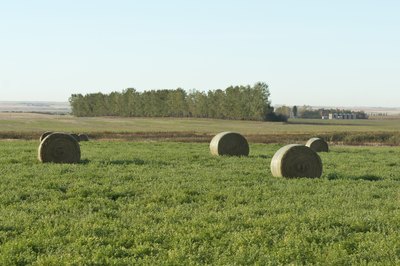 Looking across an alfalfa field in North Dakota.