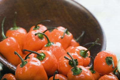 Habanero Peppers are extremely hot.