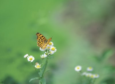 Insects make up the largest group of animals that live in the Amazon rainforest.