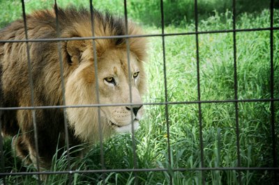 lion in zoo cage