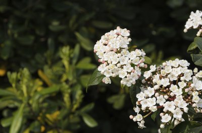 The small, white flowers of a Viburnum tinus.