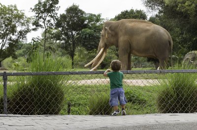 little boy looking at elephant at zoo