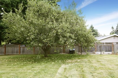 An apple tree growing in a backyard.