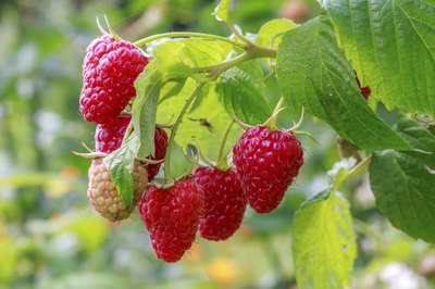 Close-up of raspberries growing on plant.