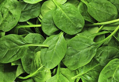 Close-up of fresh spinach leaves.