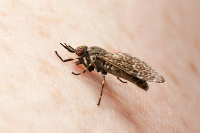 close up of biting midge