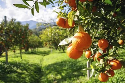 Clementines on a tree