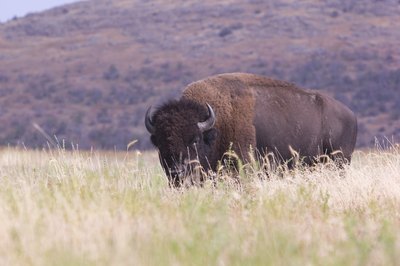 A buffalo grazes in the plains of Oklahoma.