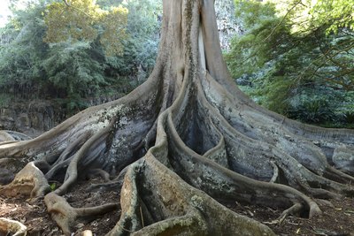 Strangler Fig Trees