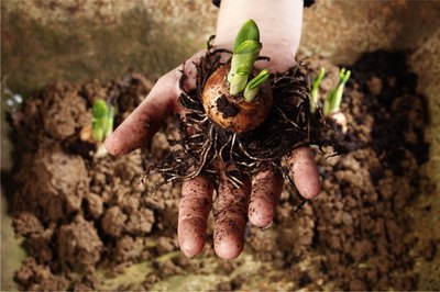 plant bulbs in late spring to bloom in the fall