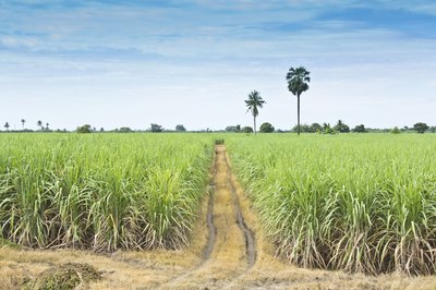 Table sugar is derived from the sugar cane plant.