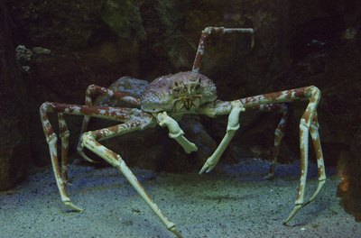 the claws of the Japanese Spider Crab can grow to 12 feet long