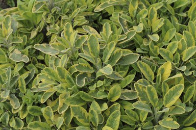 Evidence of sage’s medicinal properties and its effectiveness in inhibiting excessive sweating is provided by testimony of herbalists worldwide.