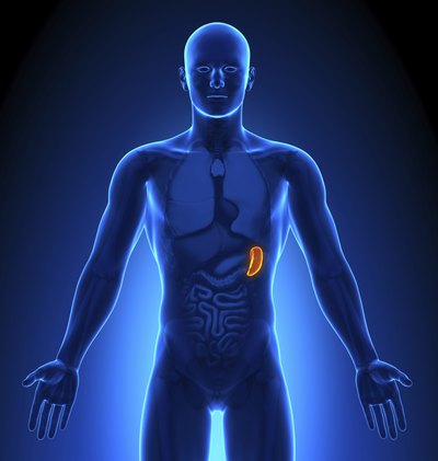 Human spleen.
