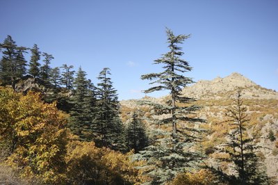 Ponderosa pine trees