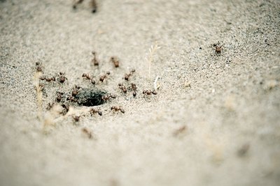 Ants surrounding sandy ant hole