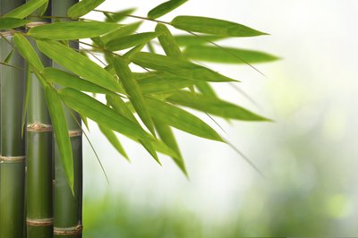 bamboo plant