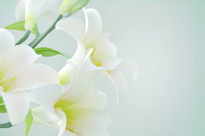 Four white lily flowers.