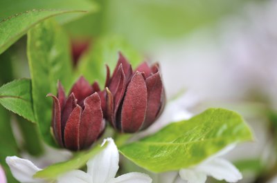 A carolina allspice blossom.