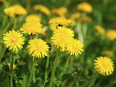 dandelion field