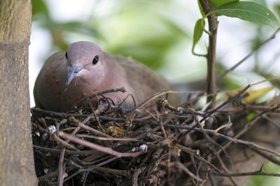 A mourning dove sits in her nest in a lime tree.