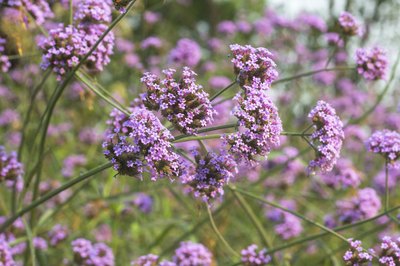 The flowers of a Verbena plant.