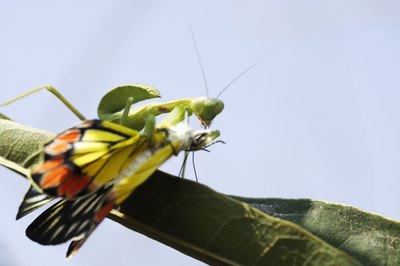 Grasshopper.