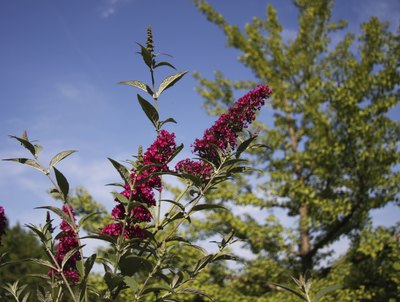 A Miss Ruby butterfly bush with pinkish red blooms.