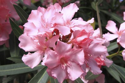 A pink oleander bush bloom.