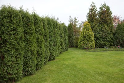 Red cedar shrubs lining the perimeter of a lawn.