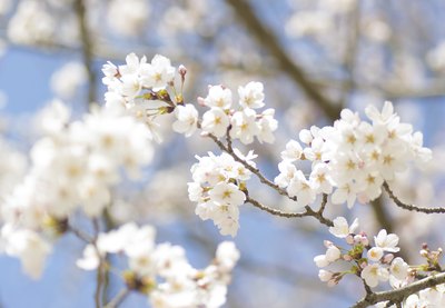 Yoshino cherry tree in full bloom.