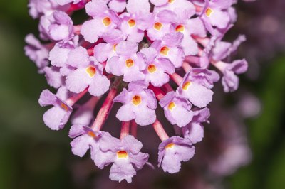 A close-up of lavendar-pink Peakeep blooms.