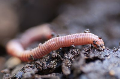 Earthworm on soil