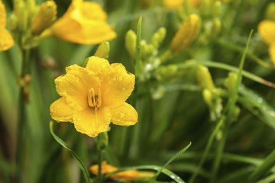 "Stella de Oro" daylily adds color from flowers and prolific, plump buds.