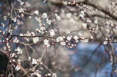 Close-up of apricot tree flowers during the winter.
