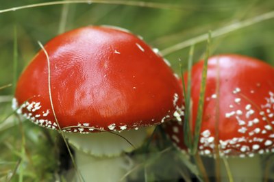 The aminata is an easy-to-spot poisonous mushroom.