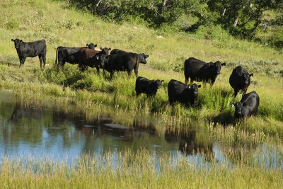 Black Angus cattle graze near a pond in Utah.