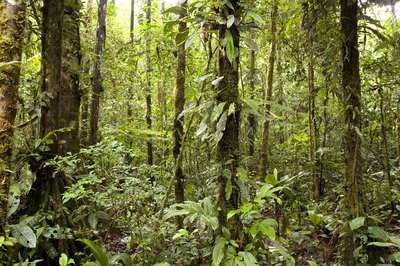 A view from inside the amazon rainforest.