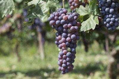 Grapes in a vineyard