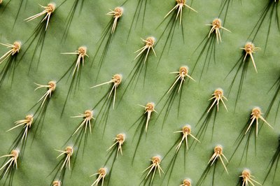 A close-up of a prickly pear cactus.