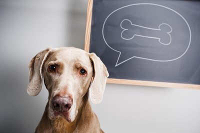 Dog bones and chews can improve a dog's dental health.